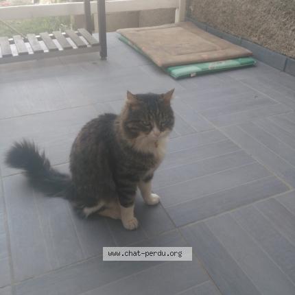 Foto 1/1 Yoda Chat perdido en Clermont l herault