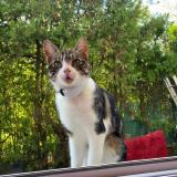 Foto del gato perdido en Saint Priest