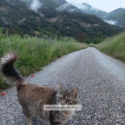 Foto 1/1 Chamsou Chat perdido en Valence