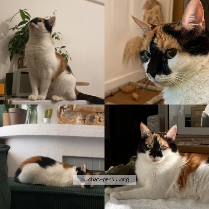 Foto 1/1 Motoko ou Koko Chat perdido en Toulon