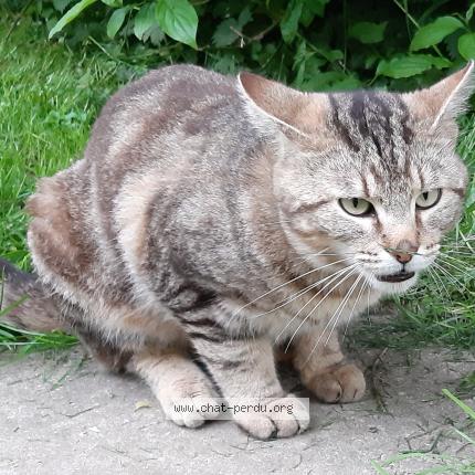 Foto 1/1 YUK Chat perdido en Iville