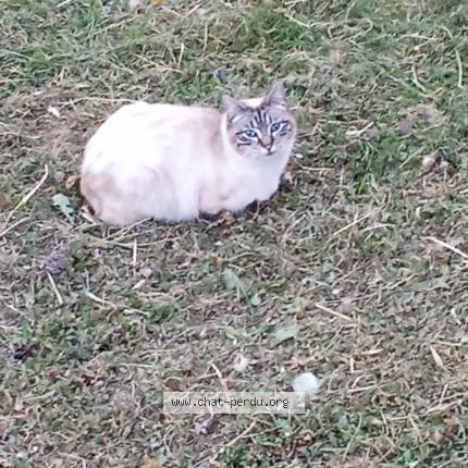 Foto 1/1 Gato encontrado Encontrado en Besancon