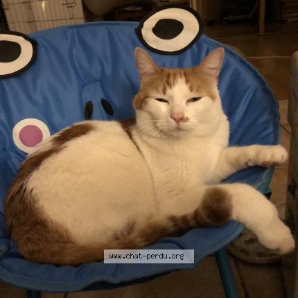 Foto 1/1 Owen Chat perdido en Mormoiron