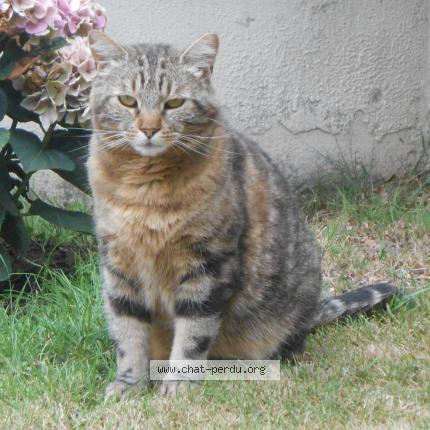 Foto 1/1 MAO Chat perdido en Pont l eveque