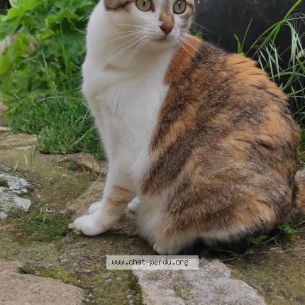 Foto 1/1 Chipie Chat perdido en Nonette