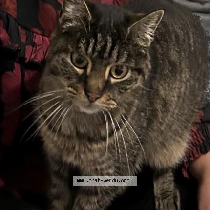 Foto 1/1 Gato encontrado Perdido en Bordeaux