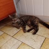 Foto del gato perdido en Saint Mexant