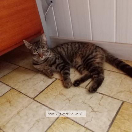 Foto 1/1 Myrtille Chat perdido en Saint mexant