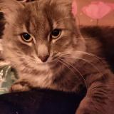 Foto del gato perdido en La Chapelle Saint Laud