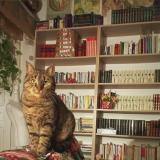 Foto del gato perdido en La Destrousse