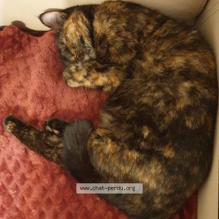 Foto 1/1 Ruby Chat perdido en Montpon menesterol