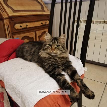 Foto 1/1 TIGROU Chat perdido en Mallemoisson