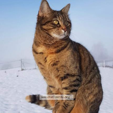 Foto 1/1 NINA Chat perdido en Cormaranche en bugey