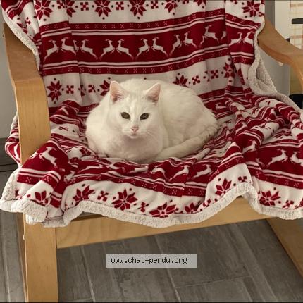 Foto 1/1 Câline Chat perdido en Ruelle sur touvre