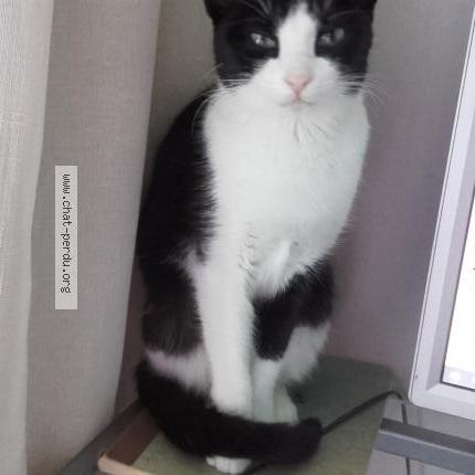 Foto 1/1 La Puce Chat perdido en Les aldudes