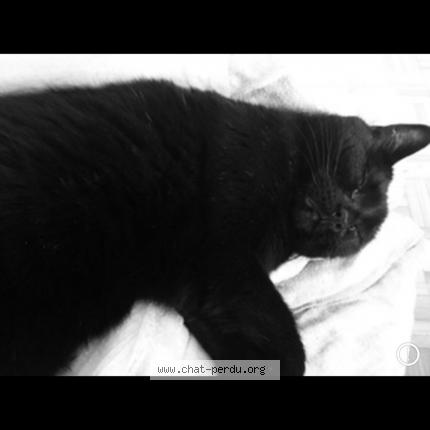 Foto 1/1 Lyly Chat perdido en Saint leonard