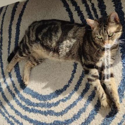 Foto 1/1 Koru Chat perdido en Somain