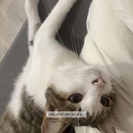 Foto 1/3 Muezza Chat perdido en Vierzon