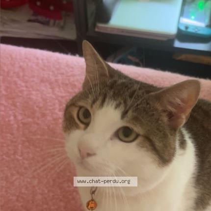 Foto 2/3 Muezza Chat perdido en Vierzon