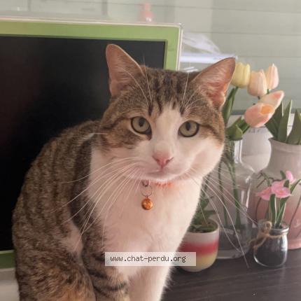 Foto 3/3 Muezza Chat perdido en Vierzon