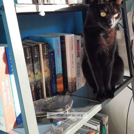 Foto 1/1 Channel Chat perdido en Audenge