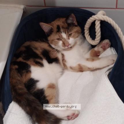 Foto 1/1 Kiki Chat perdido en Cordebugle