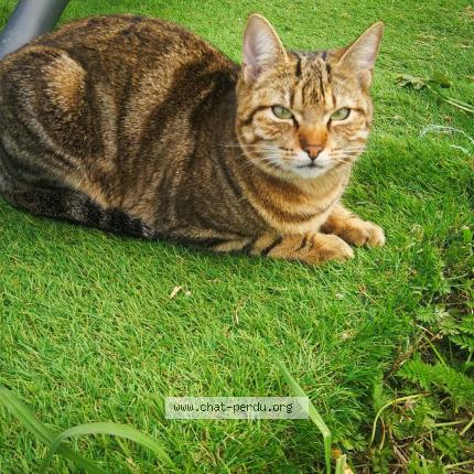 Foto 1/1 Unaï Chat perdido en Nezignan l eveque