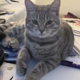 Foto del gato perdido en Ludes