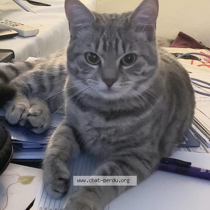 Foto 1/1 YUNA Chat perdido en Ludes