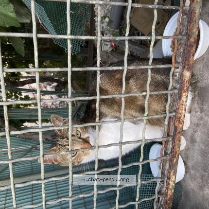 Foto 1/1 Gato encontrado Encontrado en Toulon