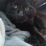 Foto del gato perdido en Chaligny