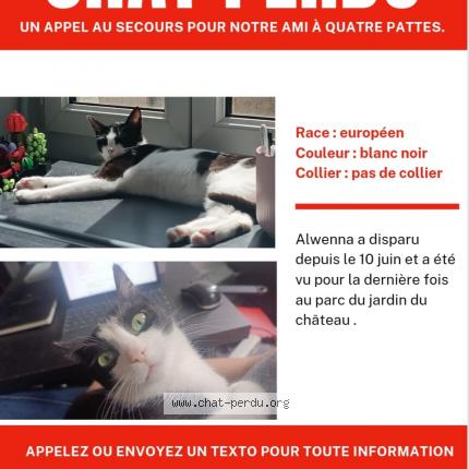 Foto 1/1 Alwenna Chat perdido en Pau