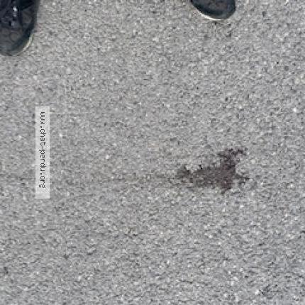 Foto 2/2 Titi Chat perdido en Nanteuil les meaux