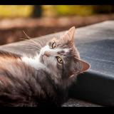 Foto del gato perdido en Saint Marcet