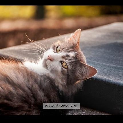 Foto 1/1 Milo Chat perdido en Saint marcet