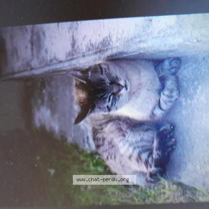 Foto 1/1 Pépere Chat perdido en Mont de marsan