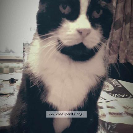 Foto 1/1 Mouchette Chat perdido en Ghyvlede
