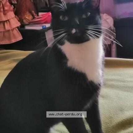Foto 1/1 FILOUTE Chat perdido en Guichainville
