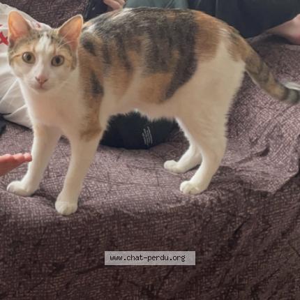 Foto 1/1 Minnie Chat perdido en Saint etienne