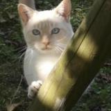 Foto del gato perdido en St Etienne De St Geoirs