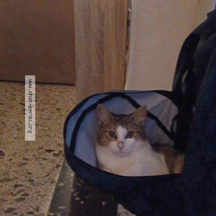 Foto 1/1 Uno Chat perdido en Aire sur adour