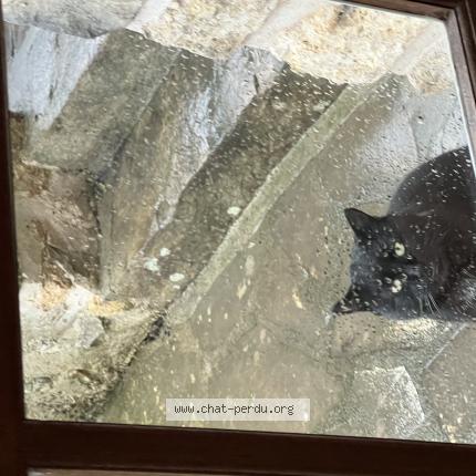 Foto 1/1 Mimi Chat perdido en Soisy sur ecole