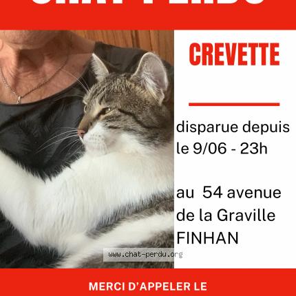 Foto 1/5 Crevette Chat perdido en Finhan