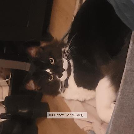 Foto 1/1 Neko Chat perdido en Marseolle