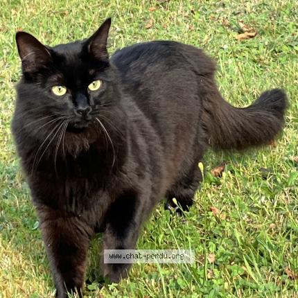 Foto 1/1 Truffe Chat perdido en Montbrison