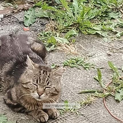 Foto 1/1 Tageon Chat perdido en Haspres