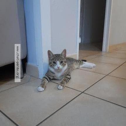 Foto 1/2 Ulyss Chat perdido en Beaucouze