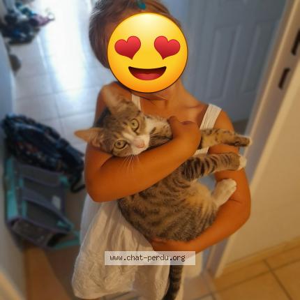 Foto 2/2 Ulyss Chat perdido en Beaucouze