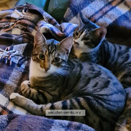 Foto 1/1 MINOU Chat perdido en Etampes