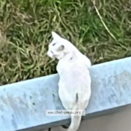 Foto 2/3 Gato encontrado Encontrado en Paris 20